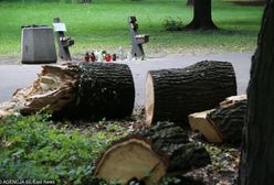 Dramat w Parku Praskim, zginęło 6-miesięczne dziecko. Zarząd Zieleni wyjaśnia, jak do tego doszło