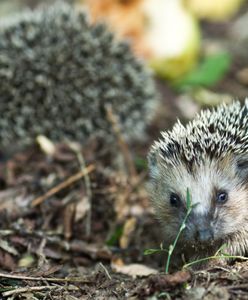 Makabra w Gorzowie. W trakcie karczowania zginęły jeże