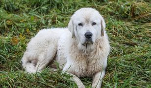 Lublin. Mężczyzna zatłukł młotkiem psa. Dręczyciel usłyszał zarzuty