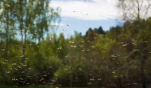 Plaga komarów w Krakowie. Miasto rezygnuje z walki i oprysków