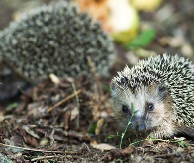 Makabra w Gorzowie. W trakcie karczowania zginęły jeże