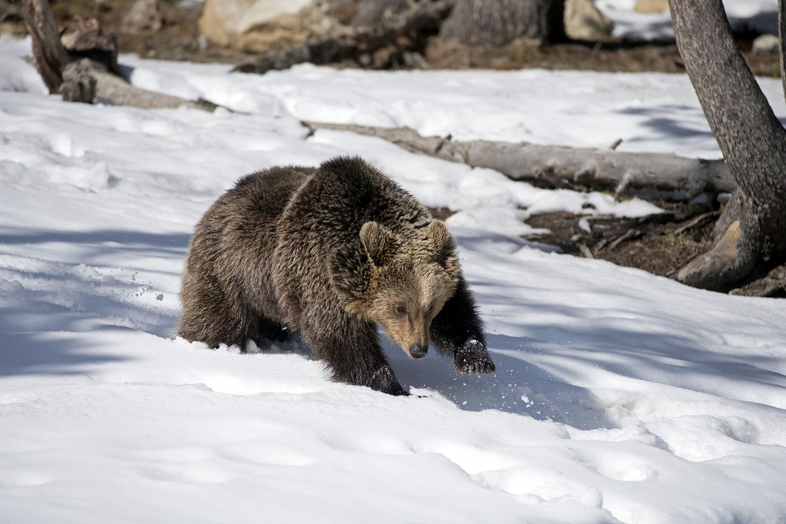 Tatrzański Park Narodowy. Niedźwiedzie budzą się ze snu