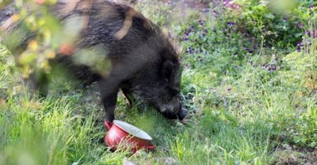 Legnica walczy z dzikami w mieście i przypomina mieszkańcom zasady bezpieczeństwa