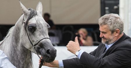 Janów Podlaski. Klacz Encarina najlepszym koniem pokazu