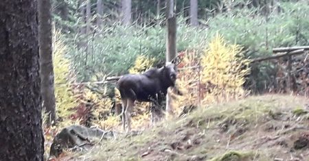 Łoś w Karkonoszach – prawdziwy przyrodniczy ewenement