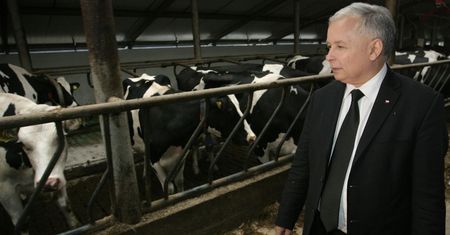 Program Krowa+. Pieniądze z budżetu, którego nie ma. Oferta mniej hojna niż rumuńska