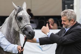 Janów Podlaski. Klacz Encarina najlepszym koniem pokazu