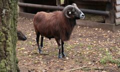 Szczecin. Barany błąkają się po ulicach miasta