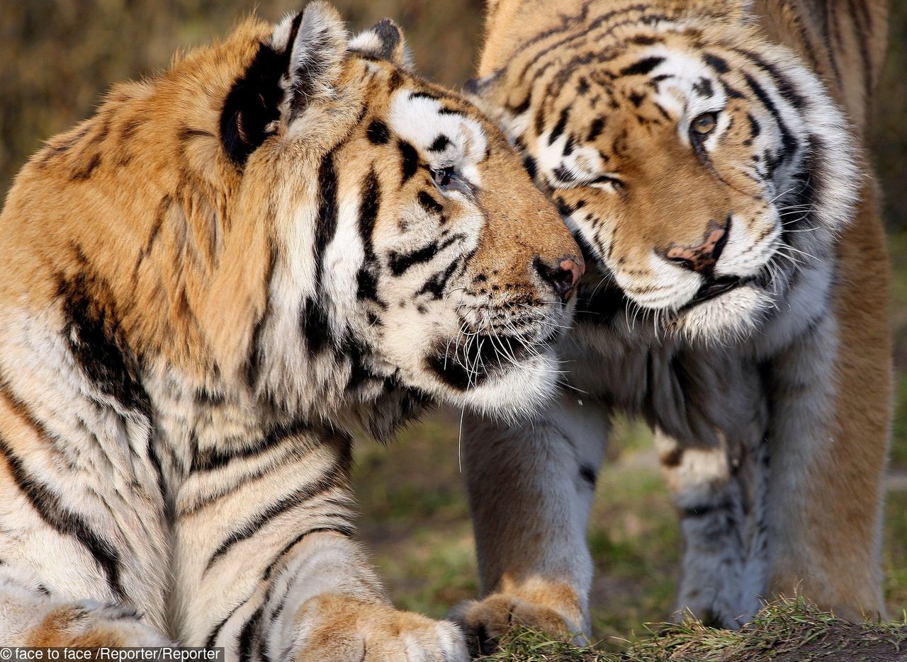 Zamość: Do miejscowego zoo przyjechała wielka skrzynia z tygrysem amurskim