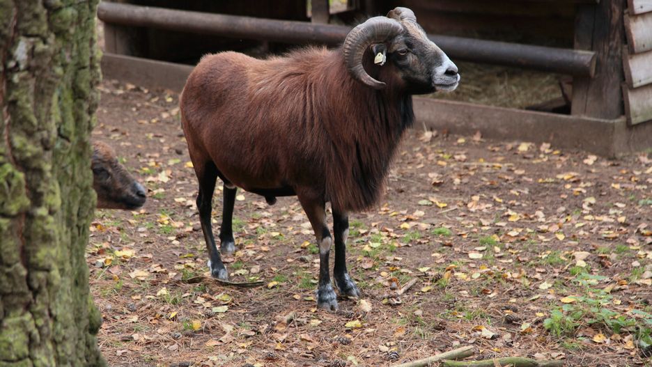 Barany "opanowały" ulice Szczecina