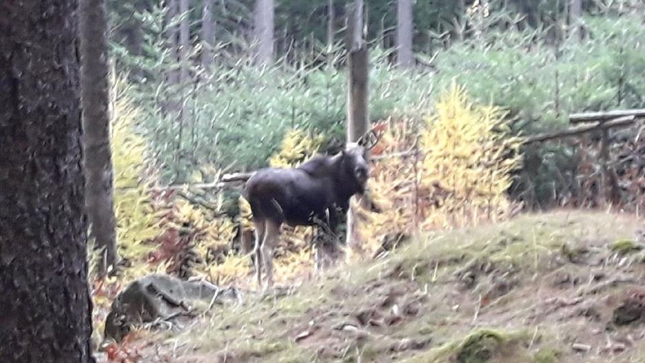 Dorodny łoś pojawił się w Karkonoszach.