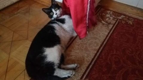 Poseł PiS Dominik Tarczyński przygarnął kota.