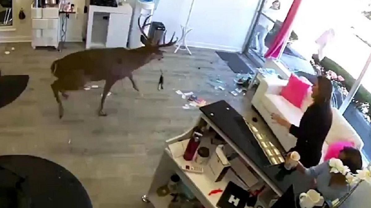 Nowy Jork. Jeleń wpadł do salonu fryzjerskiego przez okno, raniąc klientkę i wywołując panikę wśród personelu.