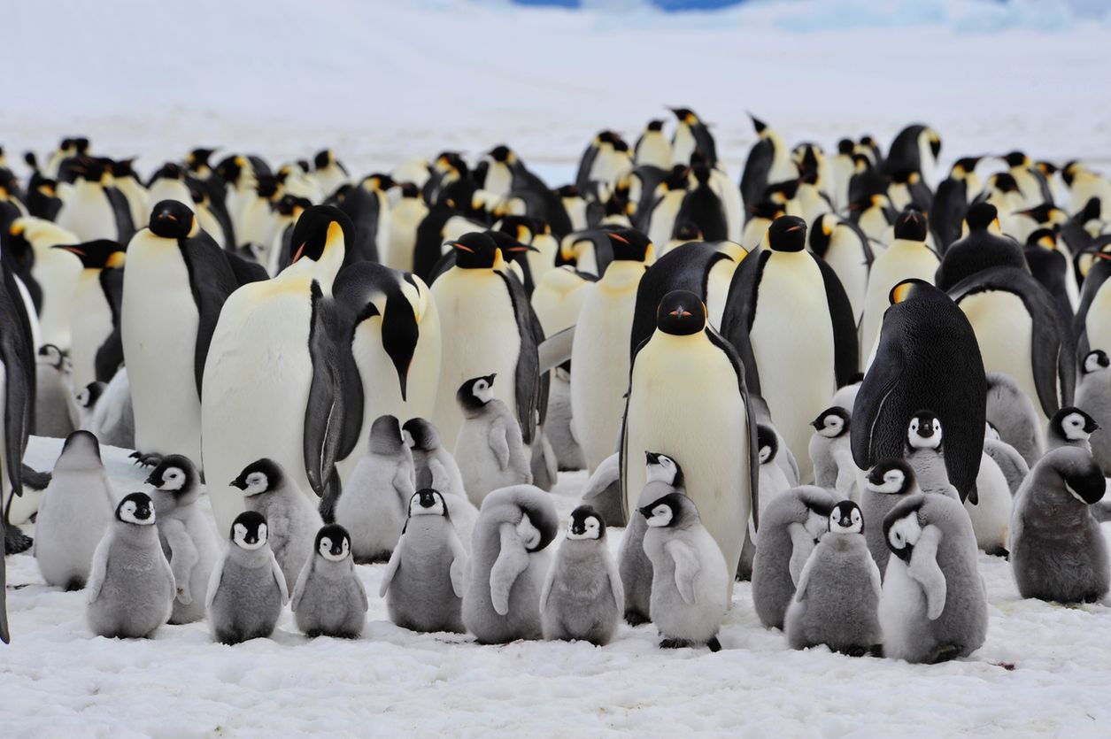 Pingwiny cesarskie, Antarktyda