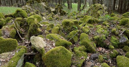 Bory Dolnośląskie - odkryto zaginiony zamek