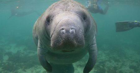 Manat urodzony we wrocławskim zoo. Można wymyślić mu imię