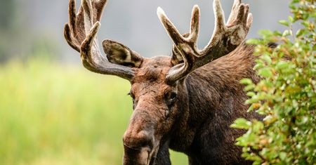 Podlaskie. Łoś w sklepie w Sokółce. Zdemolował stoisko z alkoholami