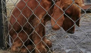 "Chciałbym takiego smutnego psa". 1000 maili w sprawie adopcji spaniela Kenzo