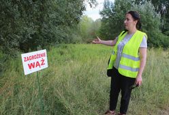 Żegnaj pytonie. Ekspert: wąż mógł odpłynąć Wisłą nawet 100 kilometrów