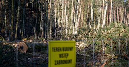 Mierzeja Wiślana: mieszkańcy oraz organizacje ekologiczne planują protest przeciwko wycince drzew pod przekop