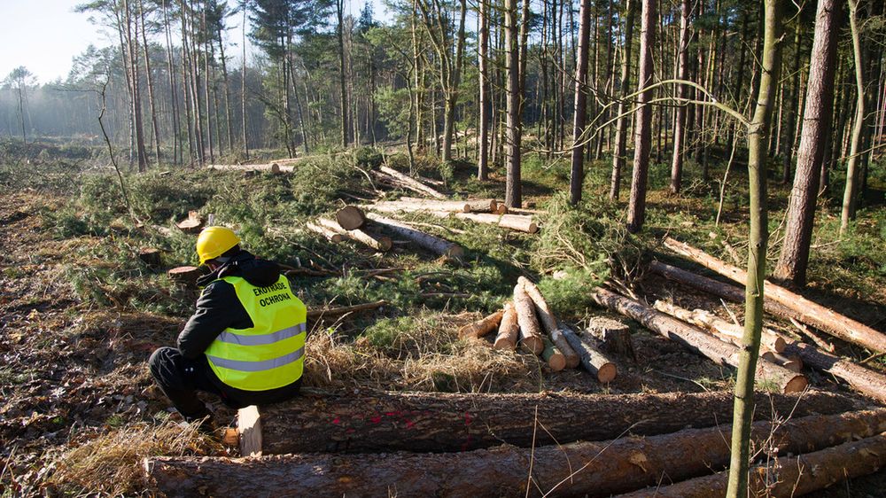  Do wyrębu przeznaczony jest pas o szerokości 800 metrów i długości 1,5 km.