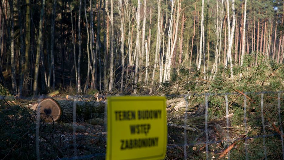 Mierzeja Wiślana: wycinka drzew