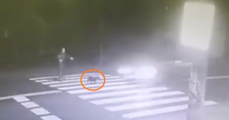 BMW przejechało psa na Śląsku. Kierowca auta uciekł