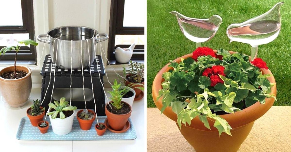 7 sposobów nawadniania domowych roślin podczas urlopowego wyjazdu
