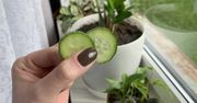 Zrobiła test ogórka. Teraz ma pewność, czy w doniczce jest jakiś szkodnik
