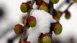 Przyroda ma już wiosnę (fot. PAP/Piotr Rybarczyk)