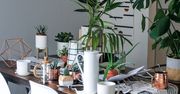 Rośliny, które usuną toksyny z całego domu. Nie tylko aloes