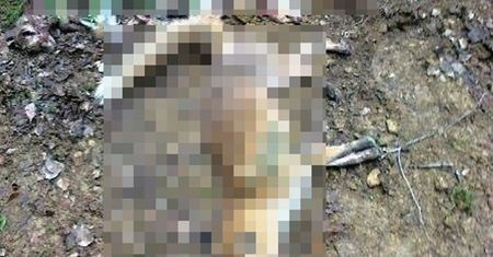 Rzeź lisicy i jej młodych. Myśliwi nie znali litości
