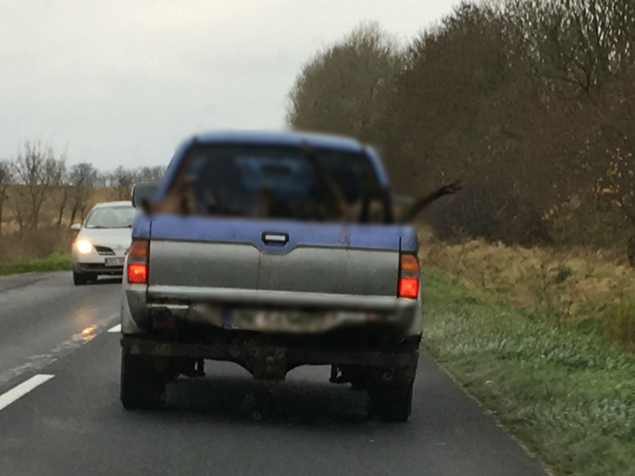 Wstrząsające nagranie. Jedzie, a przed nim auto z martwymi zwierzętami