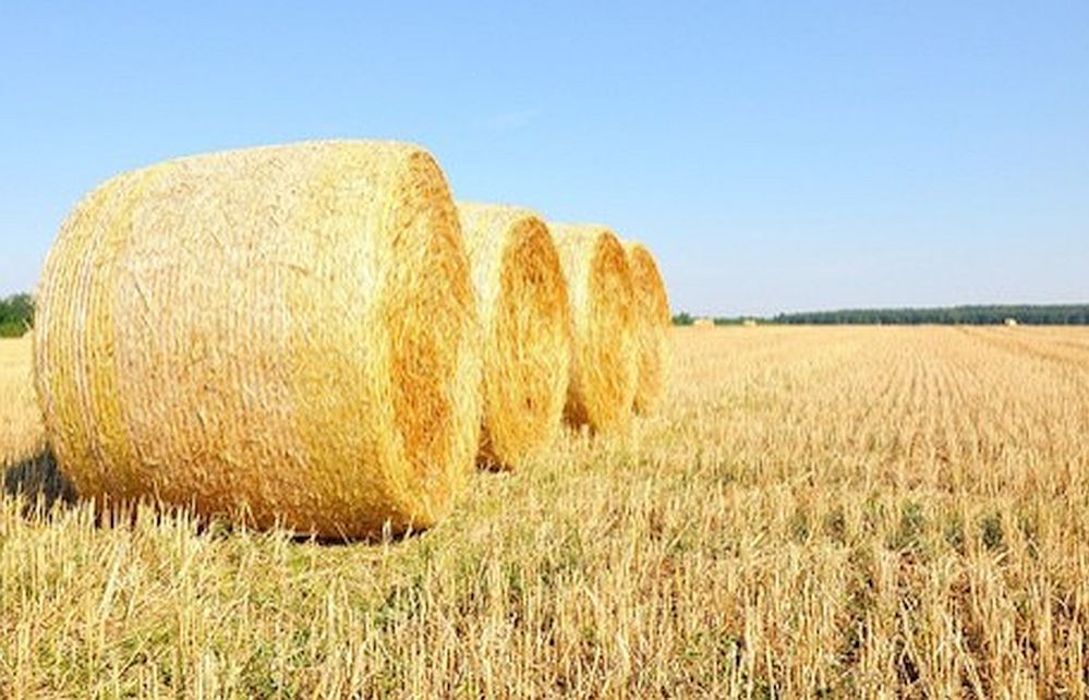 Chłopcy zbudowali szałas ze słomy. Później palili w nim papierosy