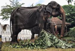 Festiwal "tortur". Podczas święta na Sri Lance ludzie się bawią, a słonie cierpią