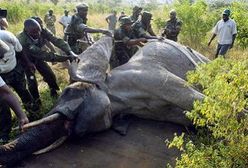 Wielka przeprowadzka słoni