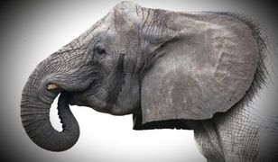 Zmarła słonica Erna, szefowa stada warszawskiego zoo