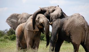 Słonie zadeptały uchodźców. Nie żyje trójka dzieci