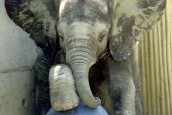 Słoń zabił opiekuna w ZOO