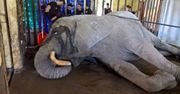 Akcja strażaków w zoo. Dwa zastępy przyjechały do słonia