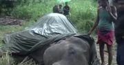 Widok, który łamie serce. Słoń na Sri Lance padł z wyczerpania
