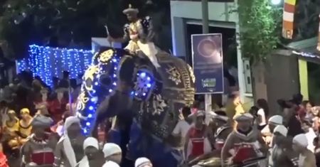 Sri Lanka. Słonie staranowały ludzi podczas religijnej procesji