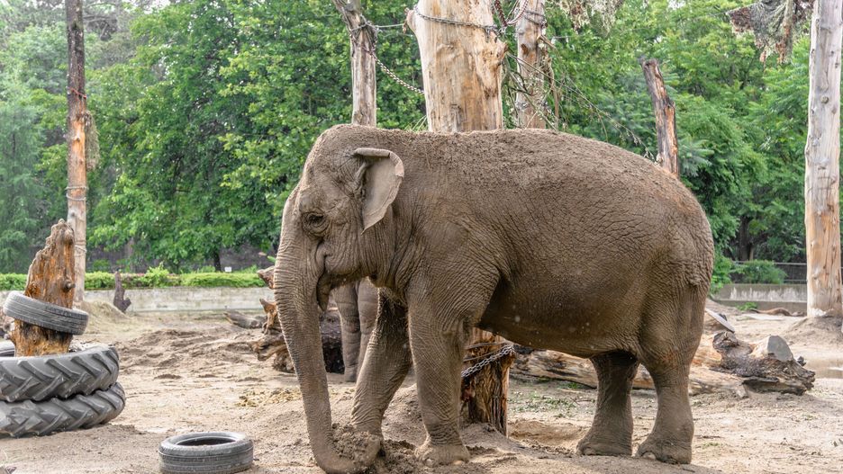 Według fotografa słonie w ogóle nie powinny być zabierane z dziczy