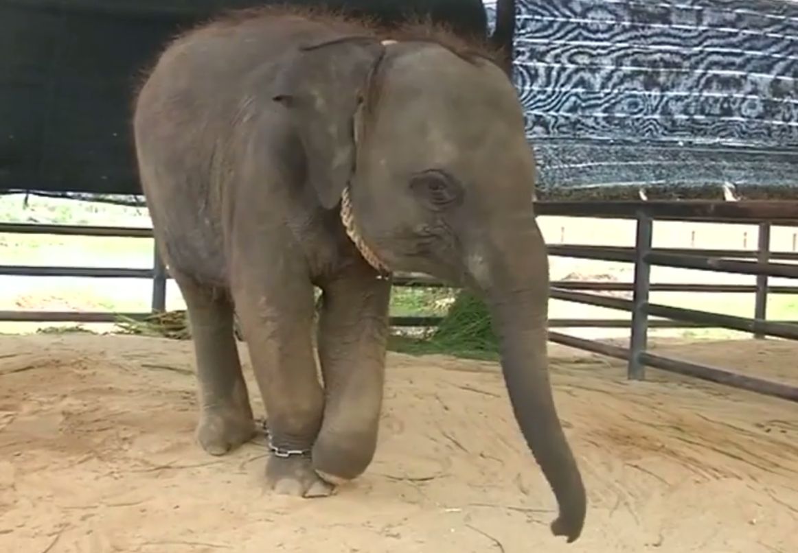 Tajlandia. Słonica z protezą nogi będzie miała nowy dom