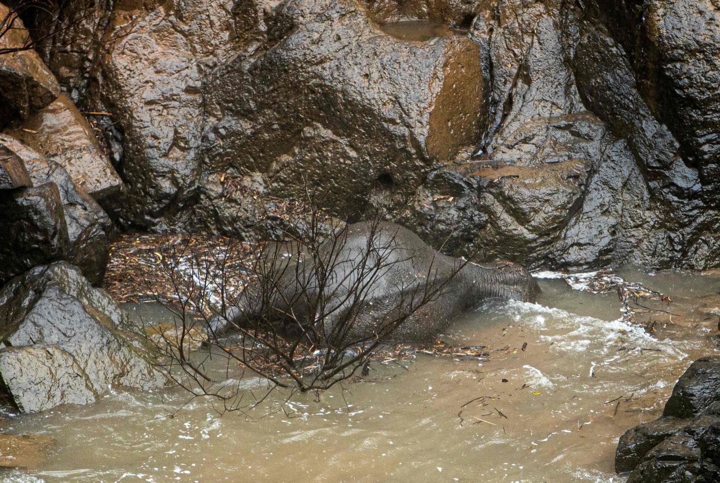 Tajlandia. Ciała 5 słoni odnalezione w wodospadzie 