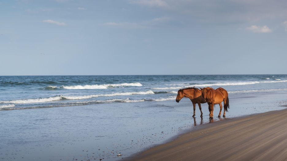 Choć Sable Island słynie z cudownych krajobrazów, wiele osób, które tu były przyznaje, że nie jest to łatwe miejsce do życia