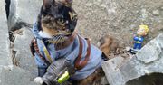 Co wspólnego mają koty z radiem w Fallout 4?
