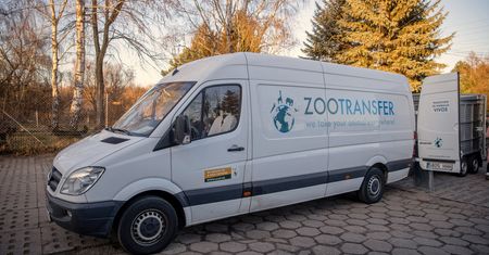 Zoo w Poznaniu. Tygrysy wyjechały z Polski [WIDEO]