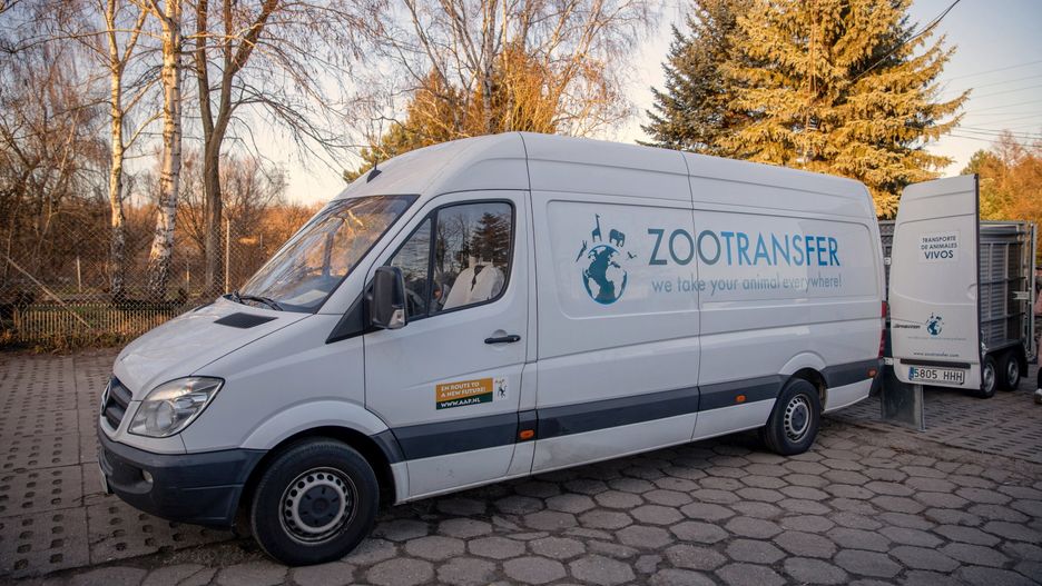 Tygrysy mają zapewniony profesjonalny transport