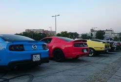 Mustangi ze Stajni Mazowieckiej przed Stadionem Narodowym